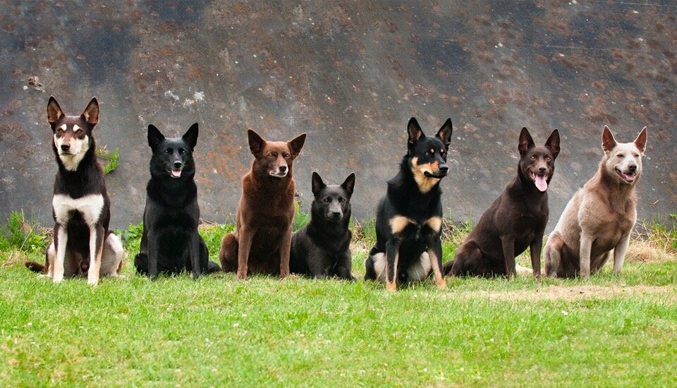 Окрасы келпи