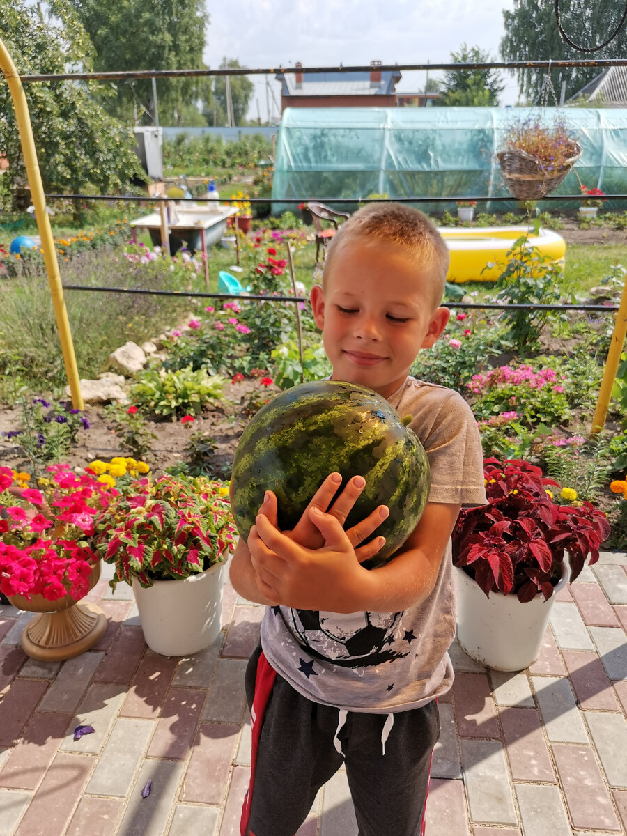 У Димы этим летом появилось новое увлечение- выращивание арбузов. На фото гибрид Каристан, очень ранний, урожайный и вкусный. Димка решил на следующий год посадить 3 грядки с арбузами. 