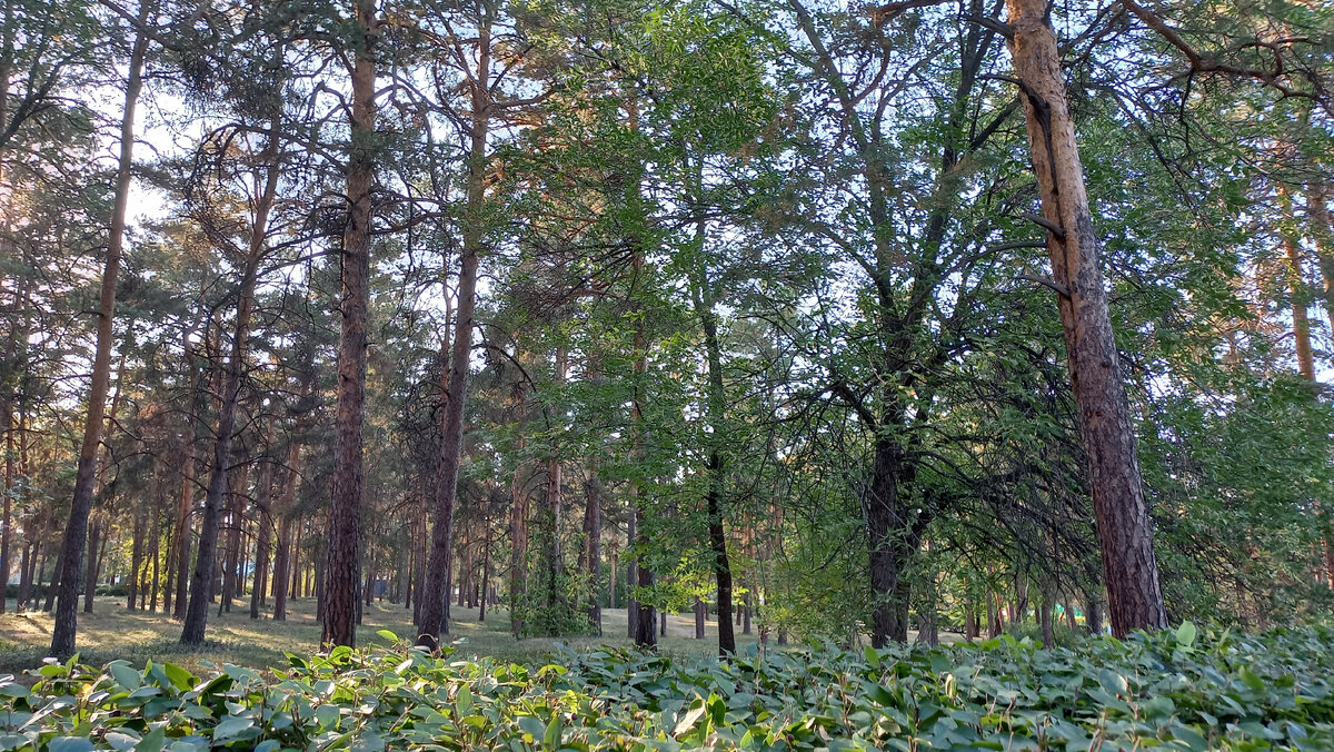 Прогулка по Челябинску. Летний парк Гагарина. Аллея желаний, фонтан и  жареное мороженое. | Городские прогулки. ЧЕЛЯБИНСК ПЛЮС. | Дзен