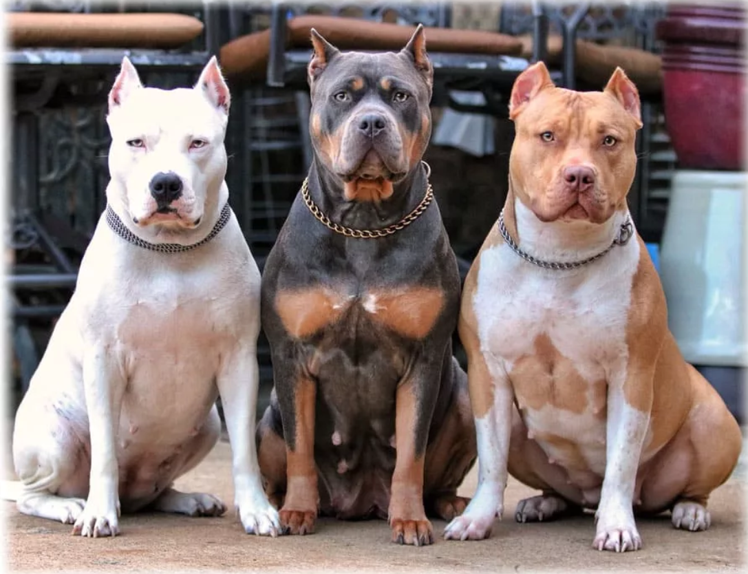 Пин на доске Х Pitbull ( American Pit Bull Terrier) Стаффордширский бультерьер, 