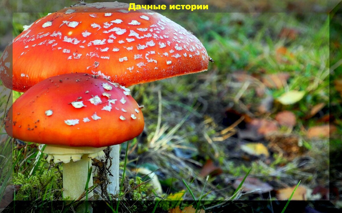 https://vk.com/photo-159774511_457249670