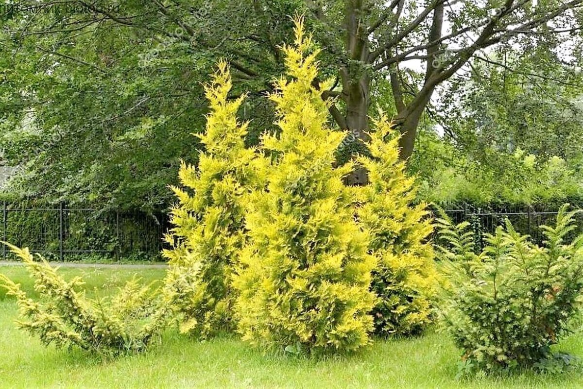 Туя западная голден брабант
