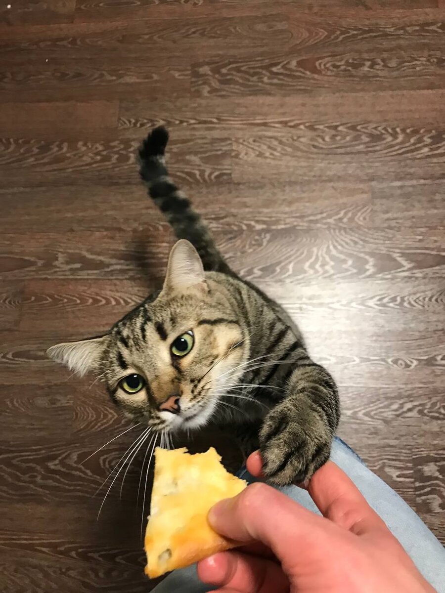 Кот Изя, фото Николая Ткаченко