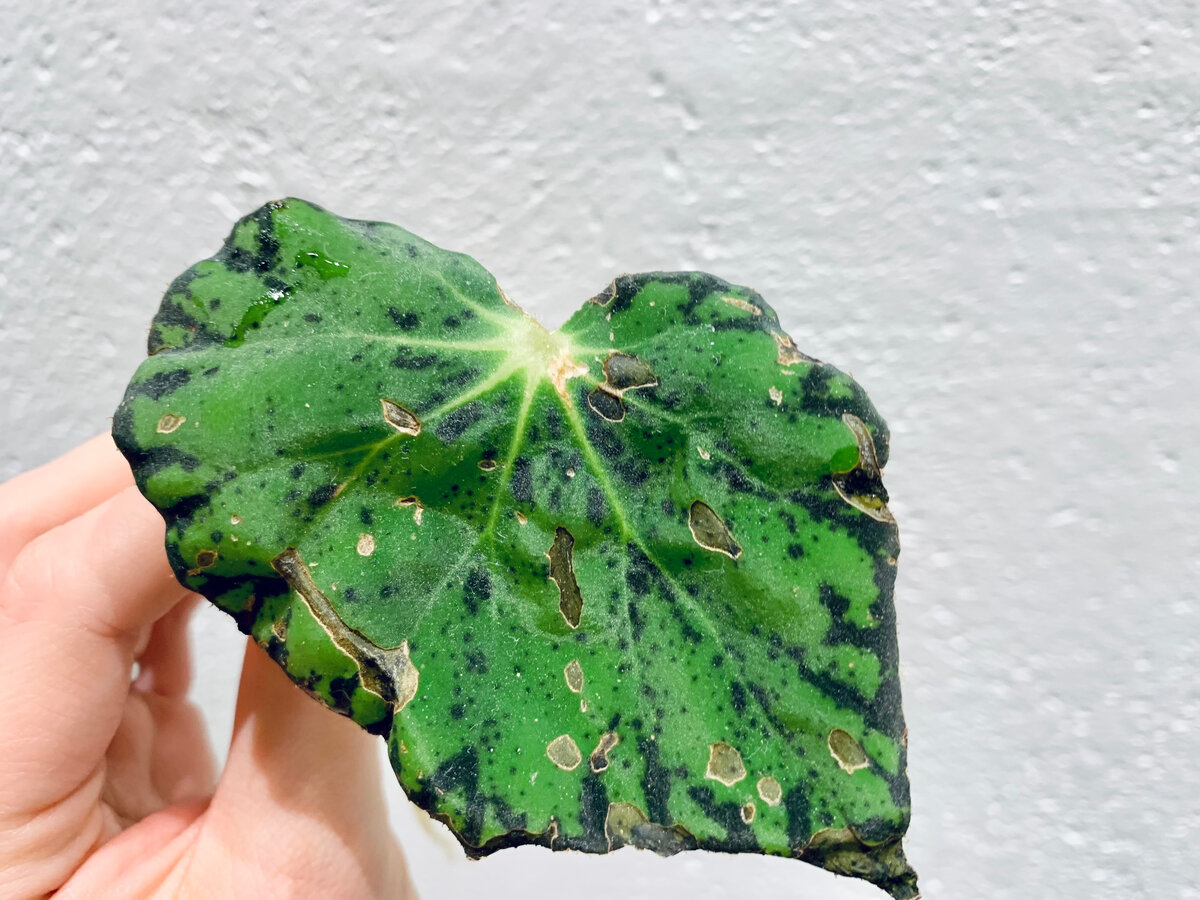 Сорт не знаю. Подскажите?