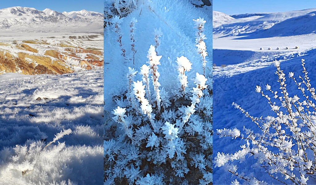 Марсианские Зимнецветики ) Фото из личного архива.