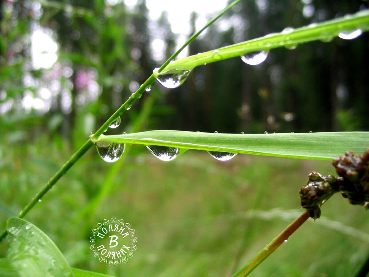 После дождя
