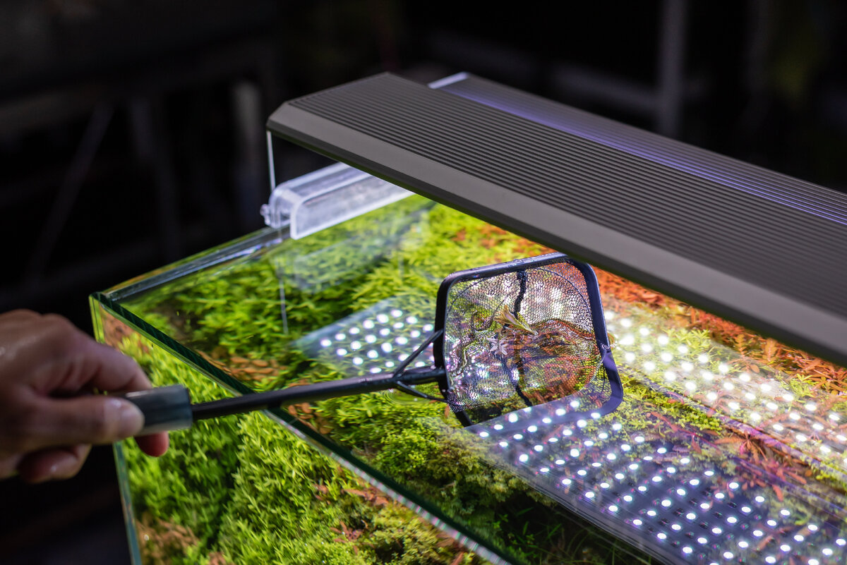 Пленки на поверхности воды могут иметь различное происхождение.