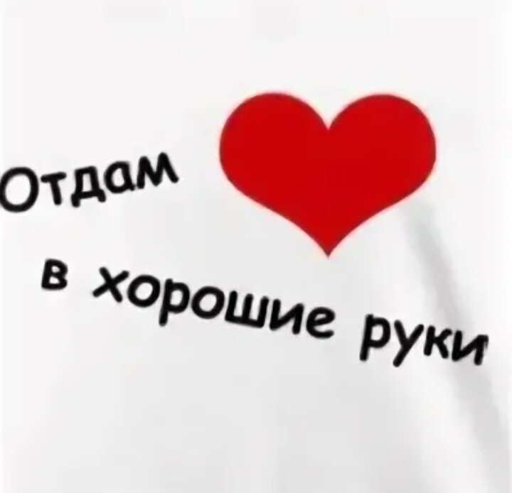 В добрые руки сайт. Отдам сердце в доьрый руки. Отдам сердце в хорошие руки. Отдам сердце в добрые руки.