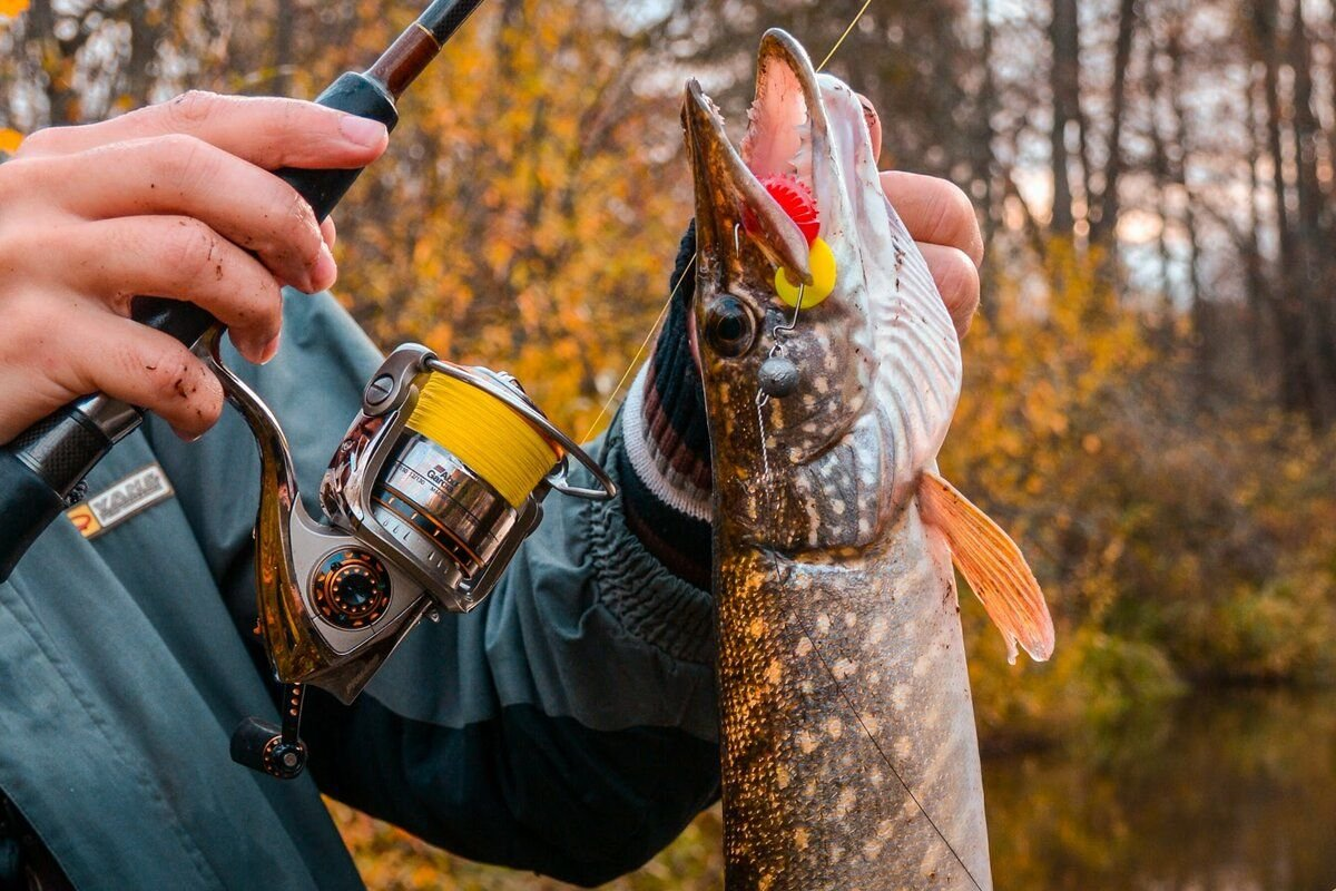 Осенняя рыбалка — последняя возможность насладиться процессом рыбной ловли перед зимой. Осень в регионах России традиционно считается переходным периодом и зачастую очень радует рыбаков богатым уловом.-2
