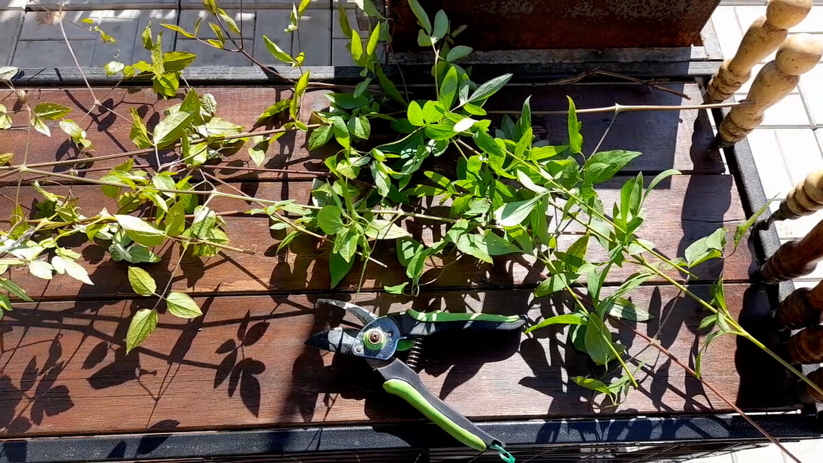 Побеги клематисов Полиш Спирит, Претти ин блю и княжика Пурпл Дрим