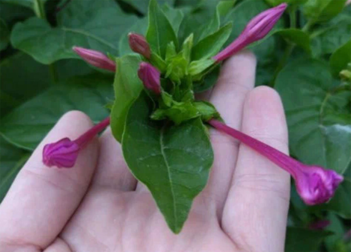 Мирабилис (ялапа, ночная красавица). Цветок сказочный, но если ...