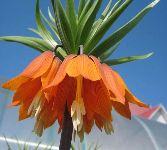 Рябчик императорский Аурора от Русского огорода. Скрин фото с упаковкм