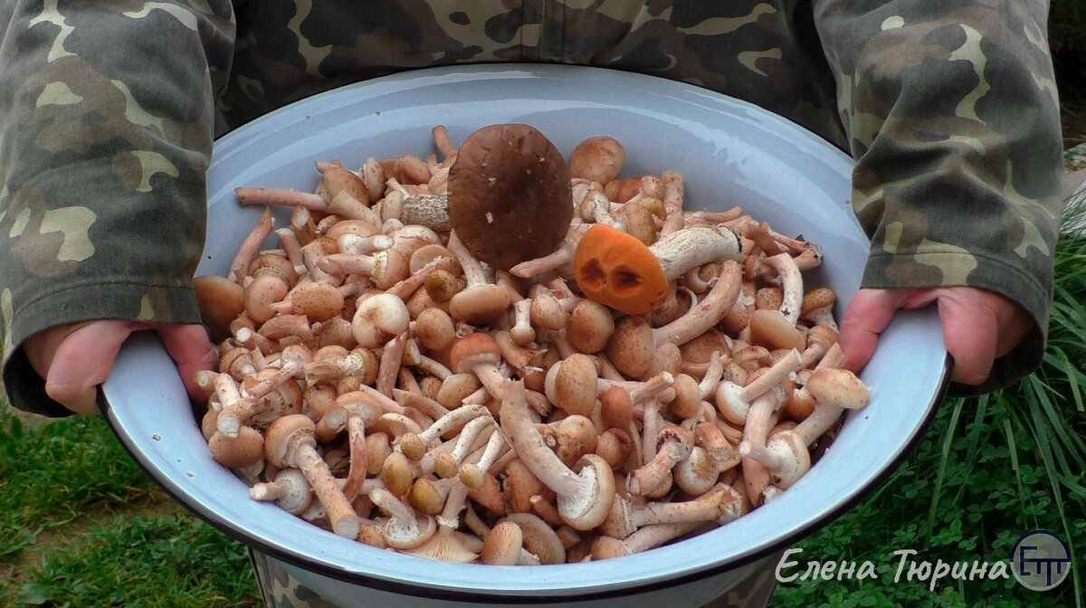 Сбор опят в сентябре 2023 года.