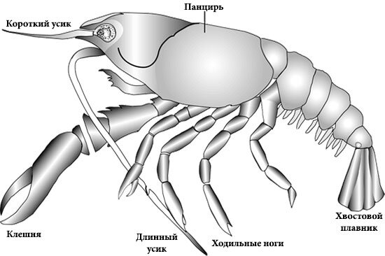Фото 2. Внешнее строение речного рака