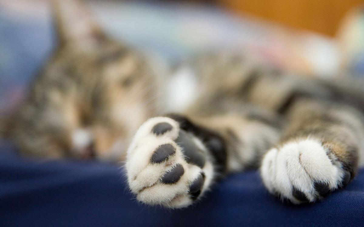 Роль кошачьей подушечки