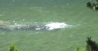 Подводный лось.