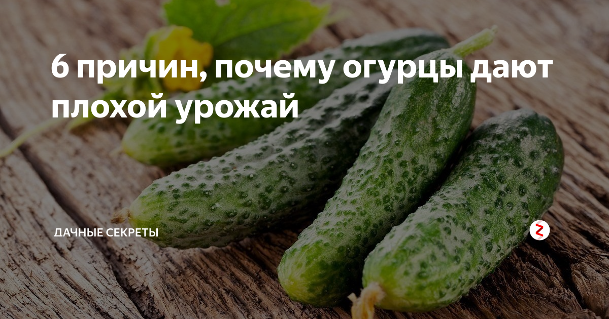 Почему огурцы не дают. Плохой урожай огурцов. 6 Огурцов. Даёт огурец. Скрюченные огурцы причина.