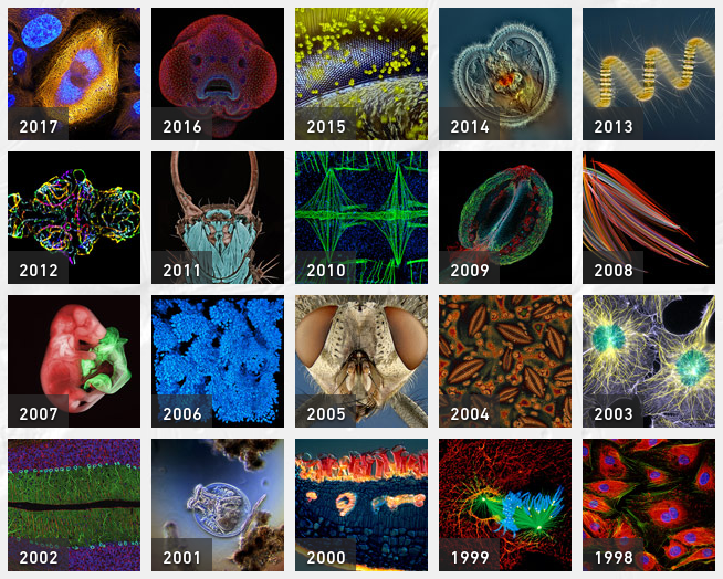 Призеры Nikon small world