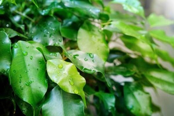 Фикус Наташа