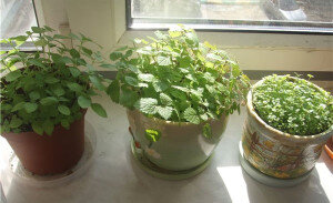 Эта трава считается многолетним растением и имеет четырехгранные стебли. В высоту взрослый куст может достигать до восьмидесяти сантиметров. В зависимости от того, какой сорт, зависит форма и цвет листков, покрытых еле заметными ворсинками, которые красиво переливаются при солнечных лучах. Корневая система мелиссы достаточно хорошо развита и состоит из крепких побегов. Цветет мелисса цветочками разнообразной цветовой гаммы – от фиолетово-розоватого и до белого, в зависимости от сорта растения. Во время самого созревания на этой травке появляются маленькие плоды круглой формы и коричневого цвета.