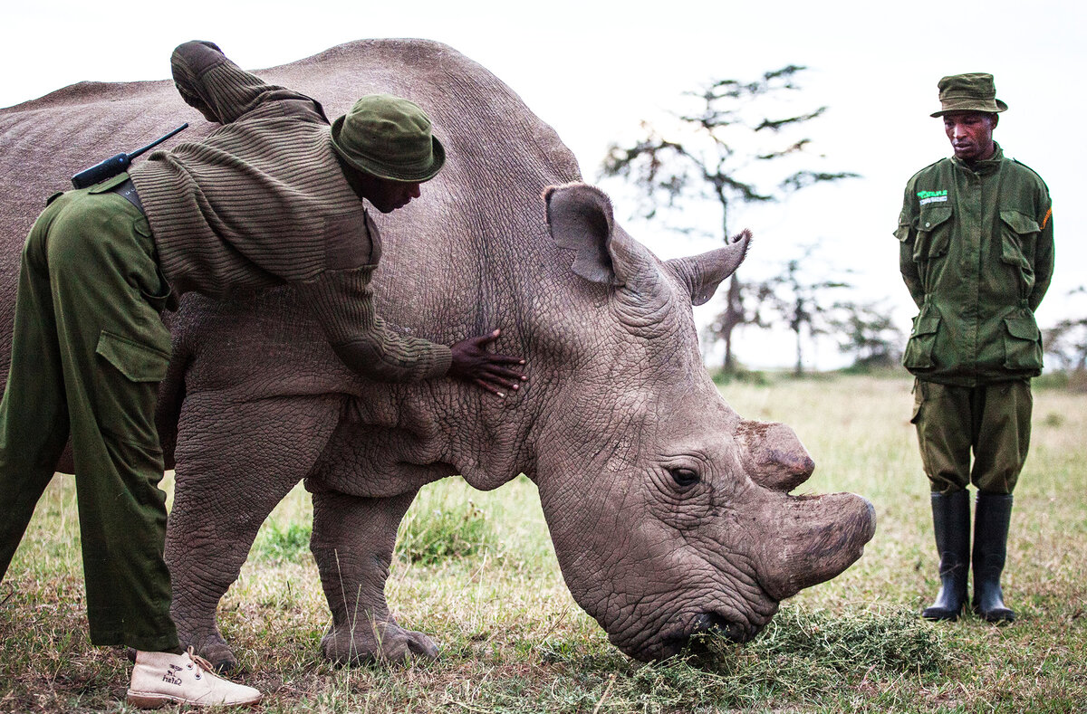 северный белый носорог 2021. северный белый носорог 2021. белый носорог вымер. северные носороги сколько осталось. последний самец северного белого носорога.