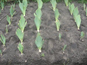 Многие опытные садоводы пересаживают растение в конце лета или в начале осени, после завершения периода цветения. Такой подход позволяет цветам пустить глубокие корни. Также осенняя пересадка предотвращает вытеснение наружу корневой системы, из-за чего ухудшается вегетация.