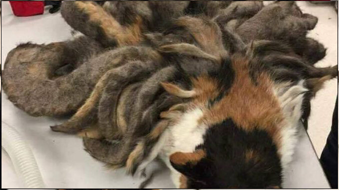 У кошки так выросла шерсть, что она не смогла ходить, а после стрижки ...