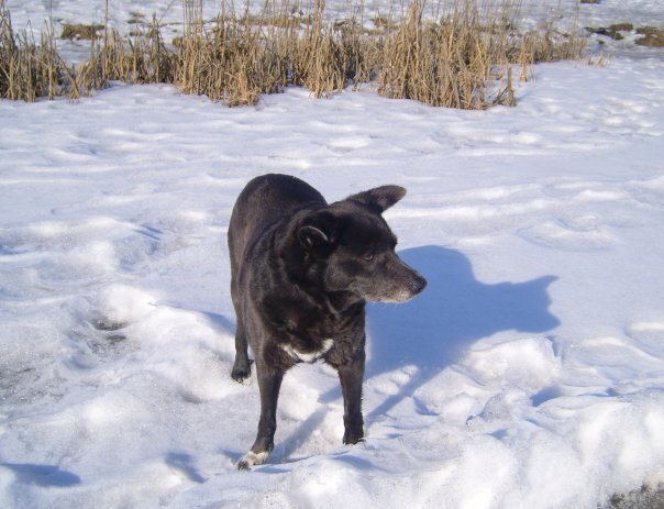 Дося, уже в возрасте. Фотографировать-то стала, когда появились телефоны с камерой.