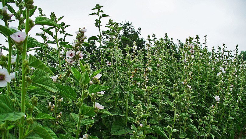 Алтей в природе