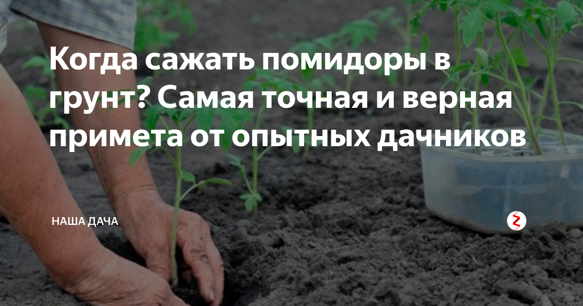 Когда сеять помидоры. Когда можно высаживать помидоры. Высадка помидор в грунт в апреле. Когда можно высаживать помидоры в грунт. Какого числа высаживают помидоры в грунт