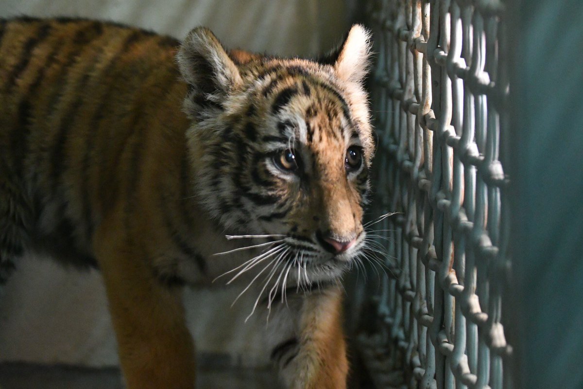 В Twitter сотрудники зоопарка писали: «Ребенок-тигр, которого  нашли в сумке на границе, был в очень плохом состоянии, теперь он находится на попечении наших ветеринаров».