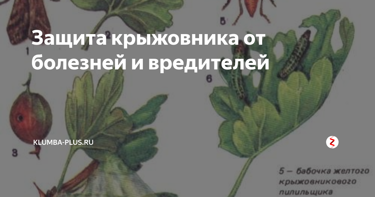 Вредители крыжовника описание. Для крыжовника от вредителей. Болезни и вредители крыжовника. Схема обработки крыжовника. Паразиты на крыжовнике.