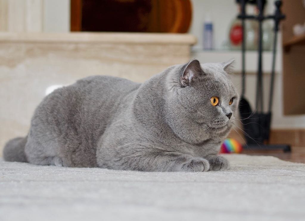 Голубой британский кот Захар - производитель питомника gala-cat.ru