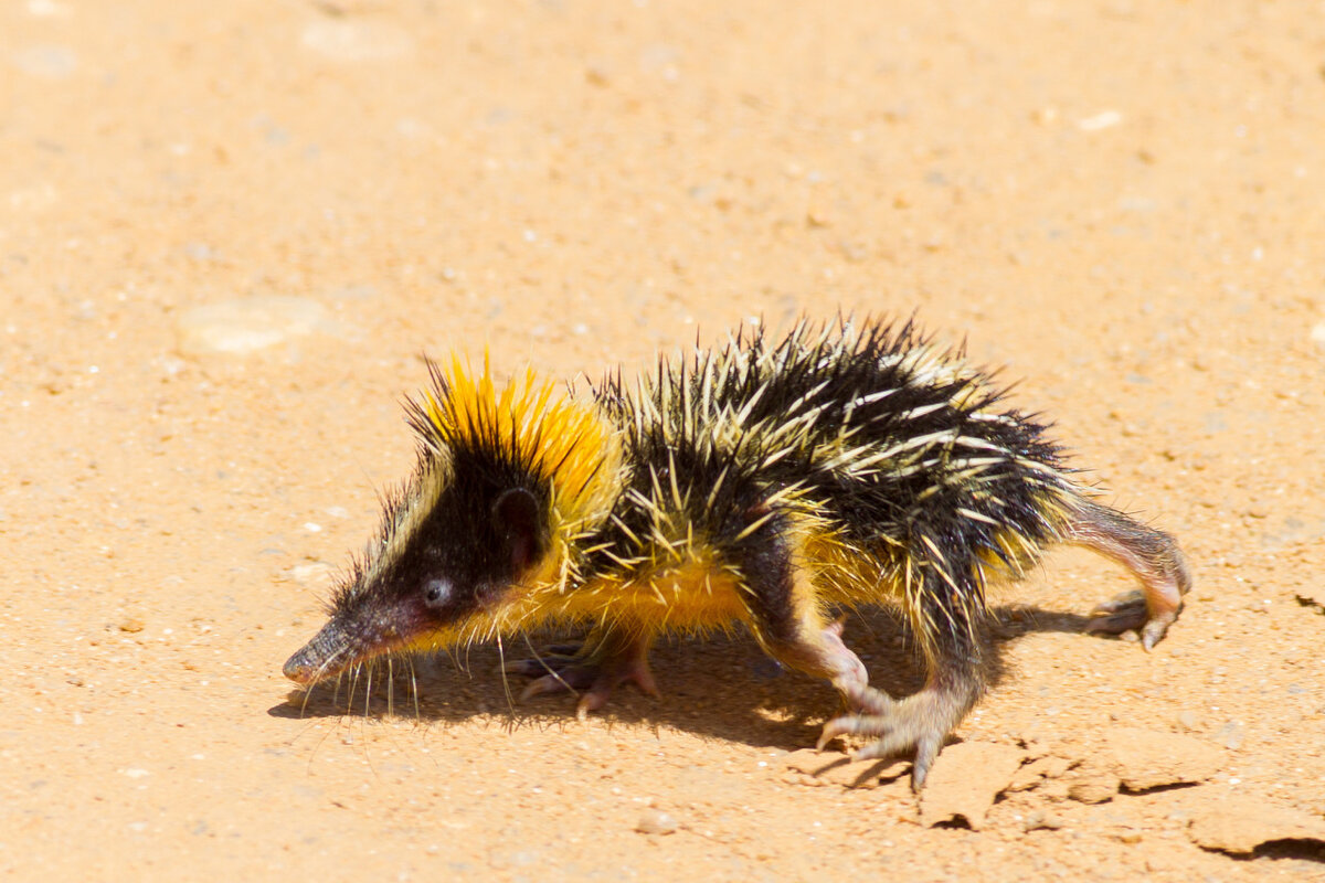 Нет, это не покемон