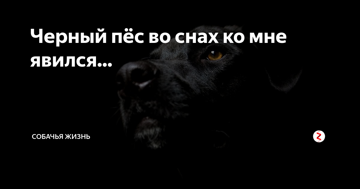 Сон напала черная собака. К чему снится чёрная собака. Во сне приснилась чёрная собака. Приснился черный песика. Видеть во сне черную собаку.