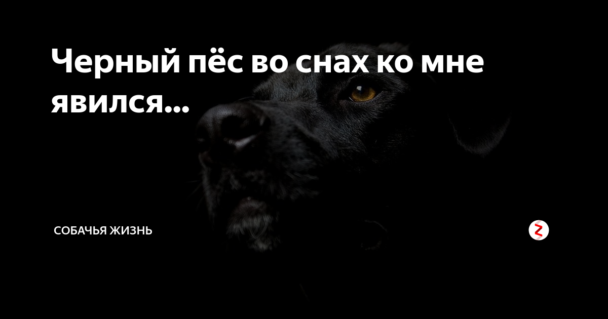 Черная собака во сне женщине к чему. К чему снится чёрная собака. Во сне приснилась чёрная собака. Приснился черный песика. Видеть во сне черную собаку.