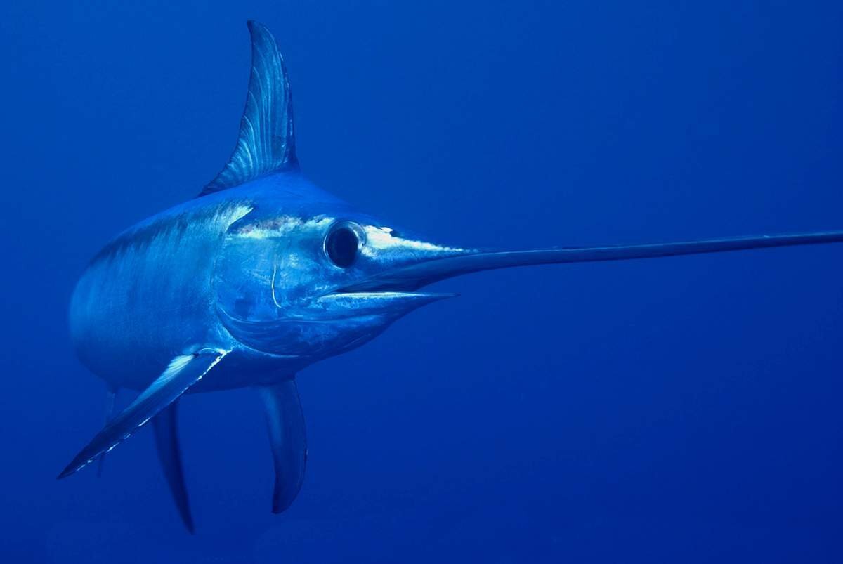 Xiphias gladius