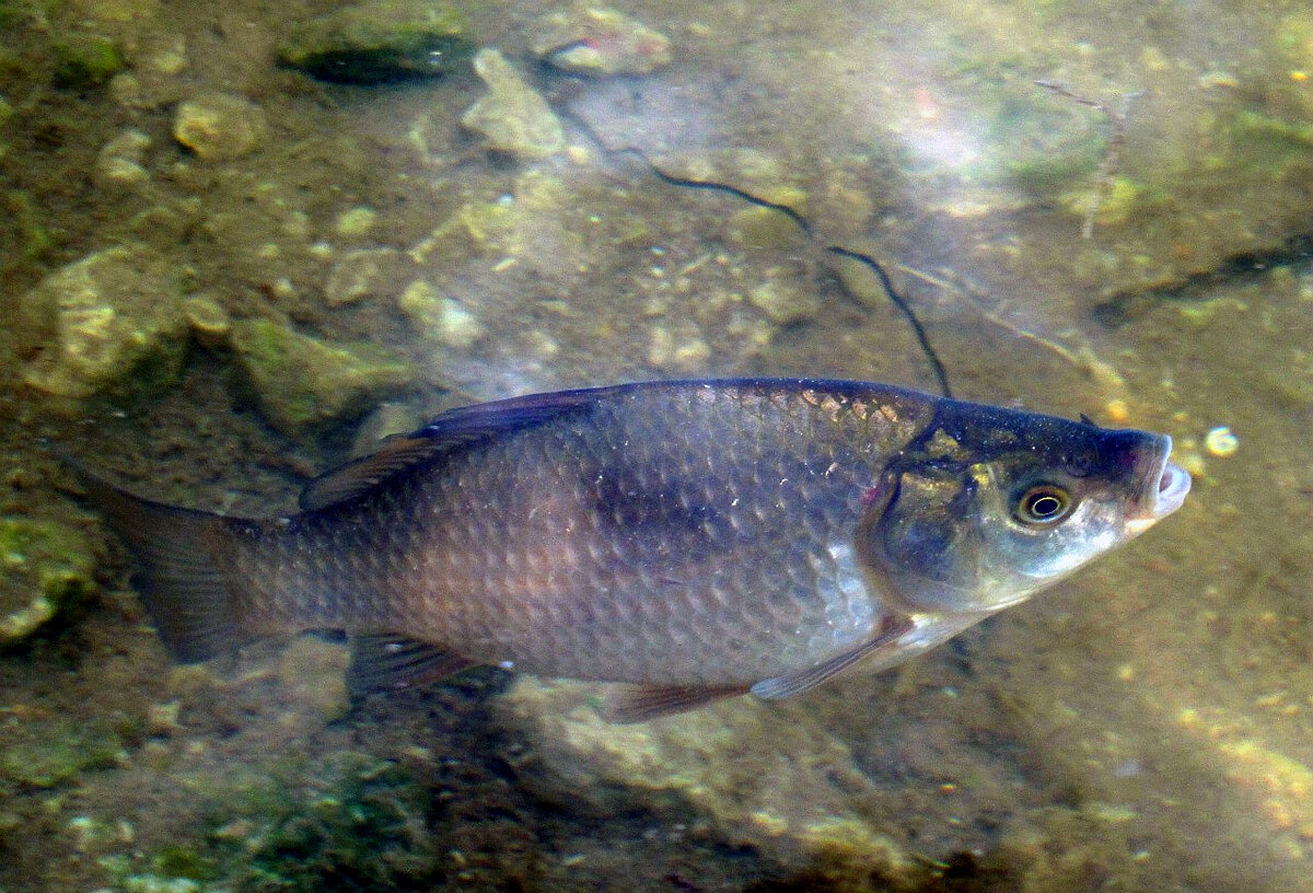 Млекий карасик плавает под берегом.