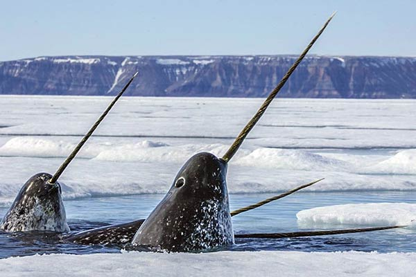 Фото из интернета. Для ознакомления.