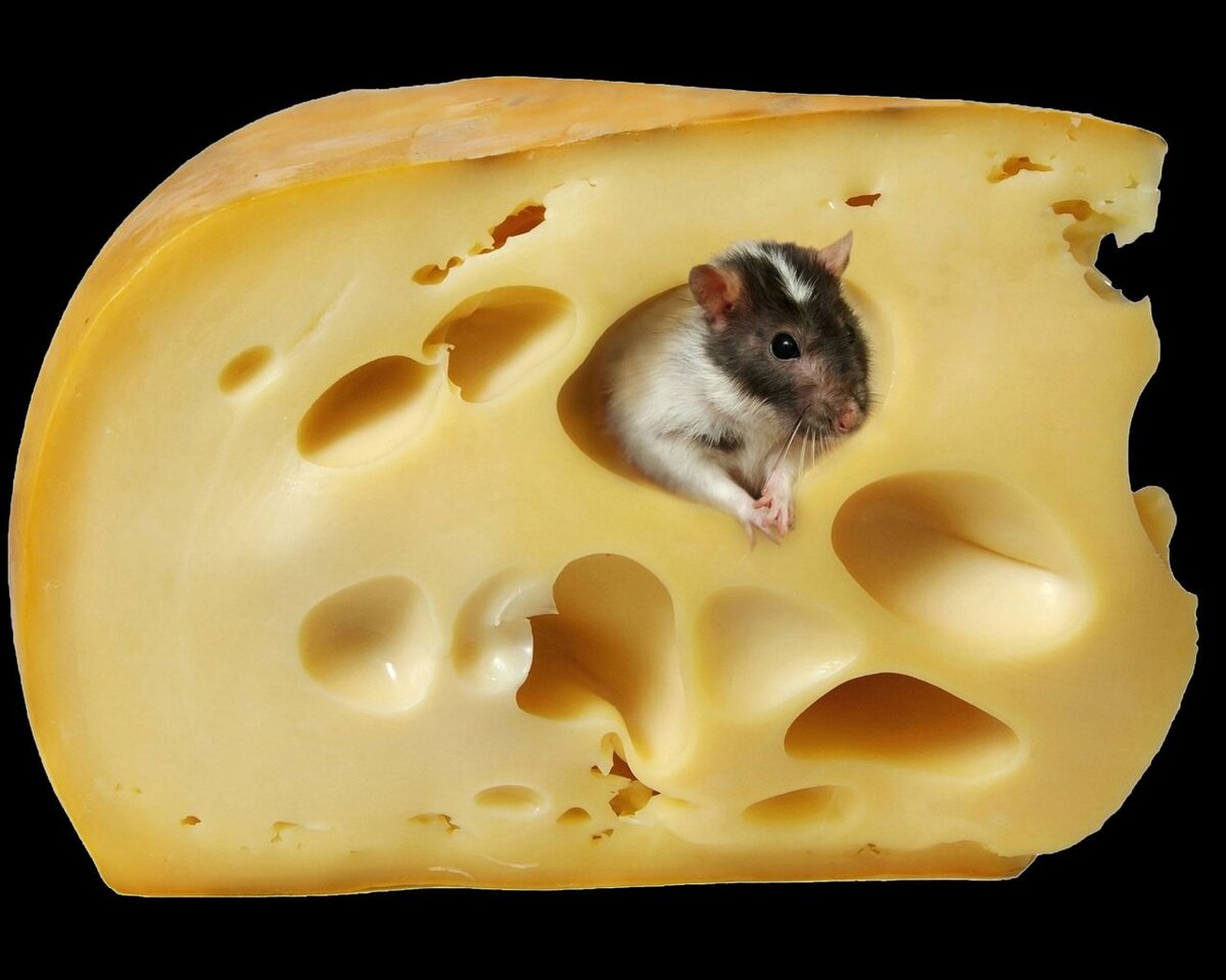 🧀БЕСПЛАТНОЕ🐭 МЕЖЕВАНИЕ