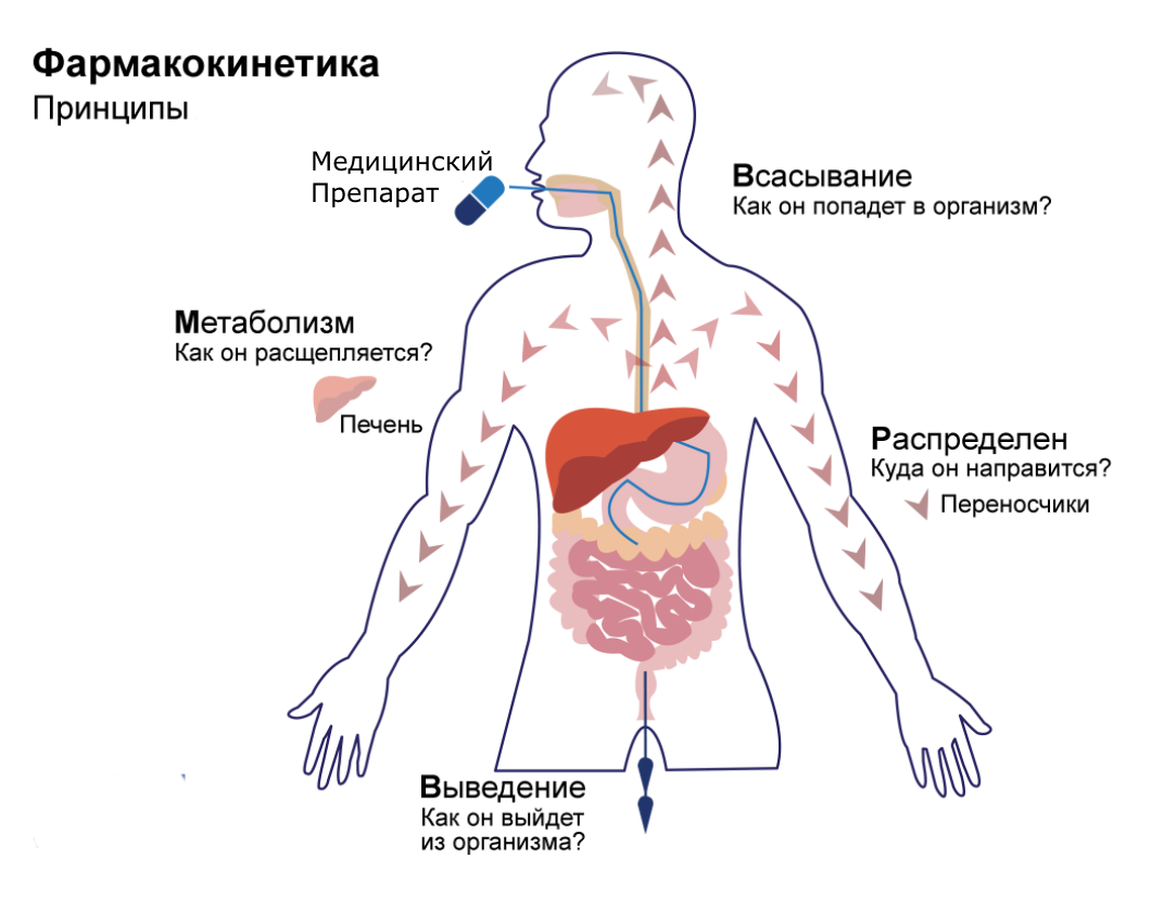 Изучение фармакокинетики