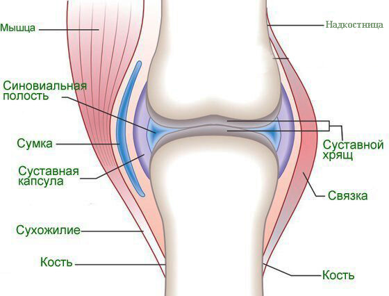 Роль суставов в двигательной системе организма