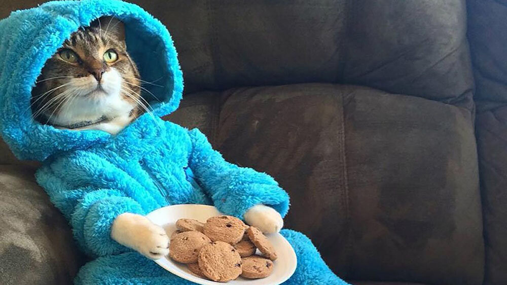 Котенок в пижаме