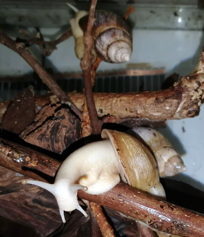 Улитки в террариуме