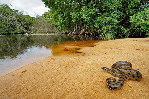 Источник фото: http://www.herpetofocus.fr