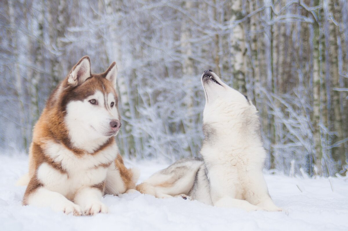 Самые странные собачьи клички в нашей стае. | In Dogs we Trust | Дзен