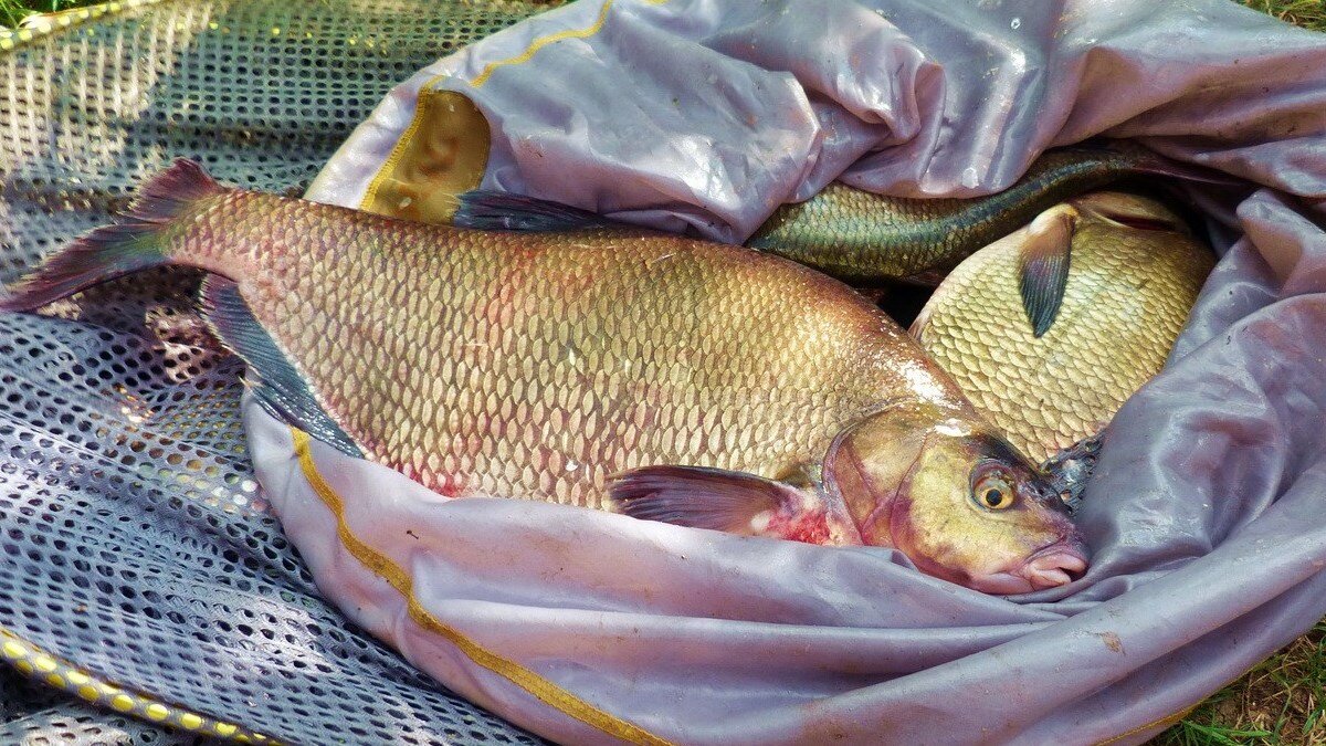 Лещ на фидер