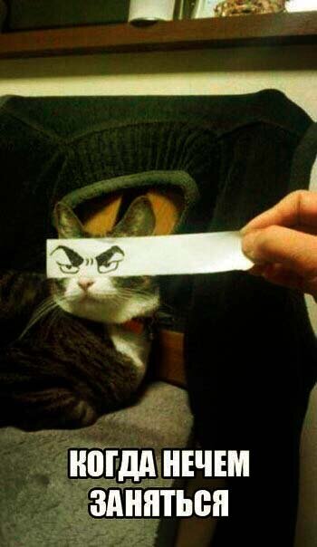 Эволюция странная штука. Столько лет прошло, а мухи об стекло как бились так и бьются!