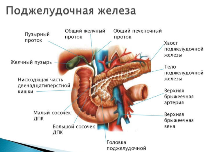 Расположение поджелудочной железы в организме человека схема