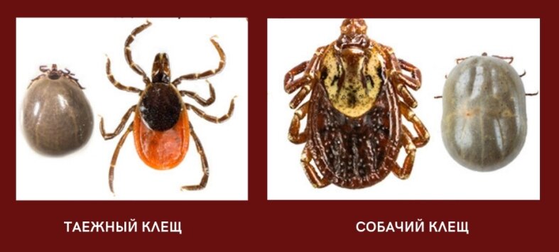 фото https://yandex.ru/images/